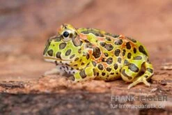 Argentinischer Schmuckhornfrosch (grün), Ceratophrys Ornata