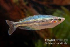 Aru-Regenbogenfisch, Melanotaenia Picta, 5 Tiere 5 Aru-Regenbogenfisch, Melanotaenia Picta, 5 Tiere -Boutique-Tierhandlung Aru Regenbogenfisch Melanotaenia picta