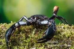 Asia-Skorpion, Heterometrus Longimanus -Boutique-Tierhandlung Asia Skorpion Heterometrus longimanus 3