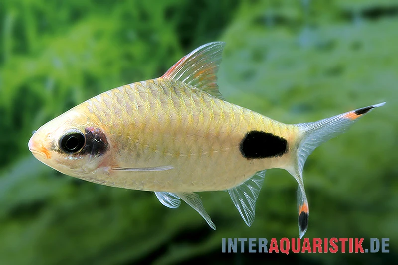 Aspara-Barbe, Dawkinsia Apsara 1 Aspara-Barbe, Dawkinsia Apsara