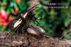 Atlaskäfer, Chalcosoma Atlas -Boutique-Tierhandlung Atlaskaefer Chalcosoma atlas 5