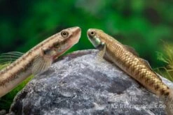 Atratus-Grundel, Stiphodon Atratus, 1 Paar 8 Atratus-Grundel, Stiphodon Atratus, 1 Paar -Boutique-Tierhandlung Atratus Grundel Stiphodon atratus 2