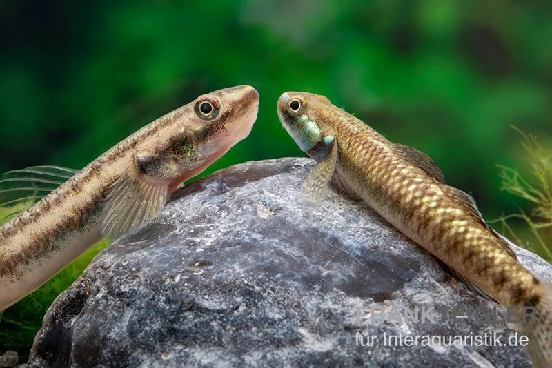 Atratus-Grundel, Stiphodon Atratus, 1 Paar 4 Atratus-Grundel, Stiphodon Atratus, 1 Paar – Bild 4