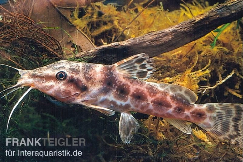 Augenfleckwels, Auchenoglanis Occidentalis (Giraffenwels) 1 Augenfleckwels, Auchenoglanis Occidentalis (Giraffenwels)