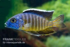Aulonocara Hueseri "Likoma", DNZ