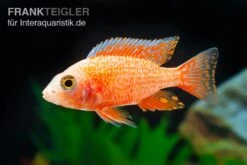 Erdbeer-Aulonocara, Aulonocara Spec. Strawberry, DNZ