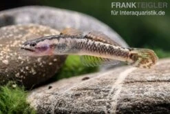 Aureofuscus-Grundel, Stiphodon Aureofuscus, 1 Paar -Boutique-Tierhandlung Aureofuscus Grundel Stiphodon aureofuscus 3