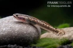 Aureofuscus-Grundel, Stiphodon Aureofuscus, 1 Paar -Boutique-Tierhandlung Aureofuscus Grundel Stiphodon aureofuscus 5