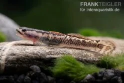 Aureofuscus-Grundel, Stiphodon Aureofuscus, 1 Paar -Boutique-Tierhandlung Aureofuscus Grundel Stiphodon aureofuscus 6