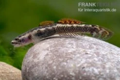 Aureofuscus-Grundel, Stiphodon Aureofuscus, 1 Paar -Boutique-Tierhandlung Aureofuscus Grundel Stiphodon aureofuscus 7
