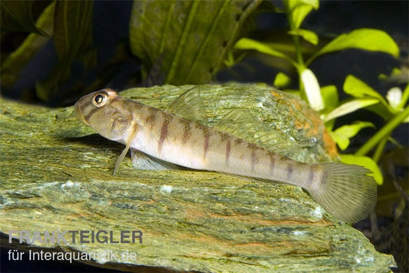 Schmetterlingsgrundel, Awaous Flavus 1 Schmetterlingsgrundel, Awaous Flavus