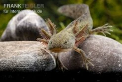 Axolotl Naturfarben, Ambystoma Mexicanum -Boutique-Tierhandlung Axolotl Wildling 2