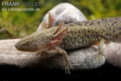 Axolotl Naturfarben, Ambystoma Mexicanum -Boutique-Tierhandlung Axolotl Wildling 3