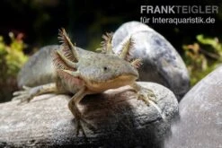 Axolotl Naturfarben, Ambystoma Mexicanum -Boutique-Tierhandlung Axolotl Wildling 4