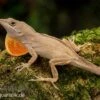 Bahama-Anolis, Anolis Sagrei