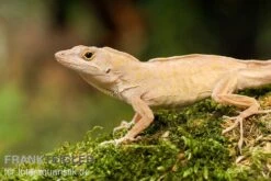Bahama-Anolis, Anolis Sagrei -Boutique-Tierhandlung Bahama Anolis Anolis sagrei 3