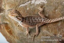 Bartagame, Pogona Vitticeps, Farbmix -Boutique-Tierhandlung Bartagame Pogona vitticeps Dunner Red Bearded Dragon 5