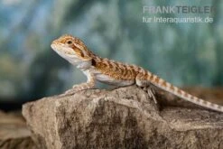 Bartagame, Pogona Vitticeps, Farbmix -Boutique-Tierhandlung Bartagame Pogona vitticeps Red Bearded Dragon 11