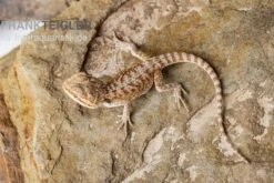 Bartagame, Pogona Vitticeps, Farbmix -Boutique-Tierhandlung Bartagame Pogona vitticeps Red Bearded Dragon 3