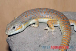 Berberskink, Eumeces Schneiderii -Boutique-Tierhandlung Berberskink Eumeces schneiderii 1