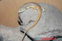 Berberskink, Eumeces Schneiderii -Boutique-Tierhandlung Berberskink Eumeces schneiderii 2