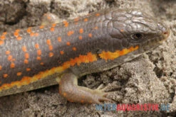 Berberskink, Eumeces Schneiderii -Boutique-Tierhandlung Berberskink Eumeces schneiderii neu 3