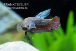Smaragd-Kampffisch, Betta Smaragdina, Paarweise -Boutique-Tierhandlung Betta smaragdina 1