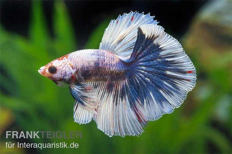 Halfmoon Kampffisch Multi Color NZ, Männchen, Betta Splendens 2 Halfmoon Kampffisch Multi Color NZ, Männchen, Betta Splendens – Bild 2
