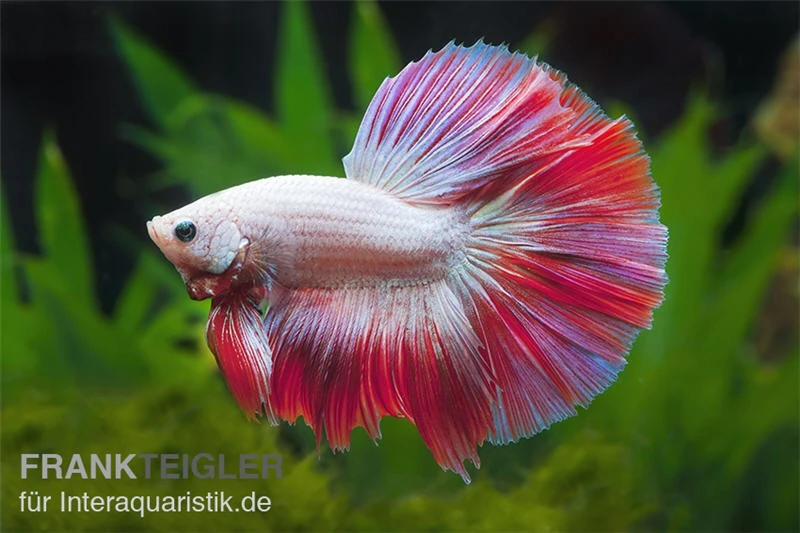 Halfmoon Kampffisch Multi Color NZ, Männchen, Betta Splendens 1 Halfmoon Kampffisch Multi Color NZ, Männchen, Betta Splendens