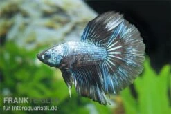 Halfmoon Kampffisch Multi Color NZ, Männchen, Betta Splendens 5 Halfmoon Kampffisch Multi Color NZ, Männchen, Betta Splendens -Boutique-Tierhandlung Betta splendens Half Moon Multicolor 3