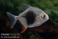 Blackberry Silver Dollar, Myleus Sp. Blackberry -Boutique-Tierhandlung Blackberry Silver Dollar Myleus sp Blackberry 3