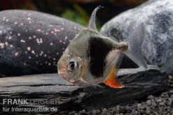 Blackberry Silver Dollar, Myleus Sp. Blackberry -Boutique-Tierhandlung Blackberry Silver Dollar Myleus sp Blackberry 4