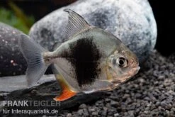 Blackberry Silver Dollar, Myleus Sp. Blackberry -Boutique-Tierhandlung Blackberry Silver Dollar Myleus sp Blackberry 5