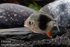 Blackberry Silver Dollar, Myleus Sp. Blackberry -Boutique-Tierhandlung Blackberry Silver Dollar Myleus sp Blackberry 6