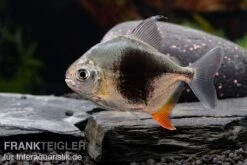 Blackberry Silver Dollar, Myleus Sp. Blackberry -Boutique-Tierhandlung Blackberry Silver Dollar Myleus sp Blackberry 7