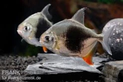 Blackberry Silver Dollar, Myleus Sp. Blackberry -Boutique-Tierhandlung Blackberry Silver Dollar Myleus sp Blackberry 8