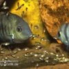 Blauaugen-Buntbarsch, Cryptoheros Spilurus, DNZ