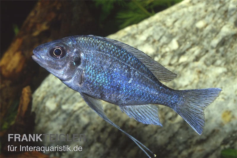 Blauer Fadenmaulbrüter, Ophthalmotilapia Ventralis 1 Blauer Fadenmaulbrüter, Ophthalmotilapia Ventralis