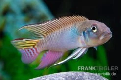 Blauer Kongocichlide, Nanochromis Parilus -Boutique-Tierhandlung Blauer Kongocichlide Nanochromis parilus 1 Paar 4