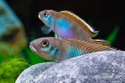 Blauer Kongocichlide, Nanochromis Parilus -Boutique-Tierhandlung Blauer Kongocichlide Nanochromis parilus 1 Paar 5