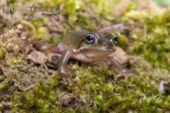 Blauer Korallenfinger-Laubfrosch, Litoria Caerulea -Boutique-Tierhandlung Blauer Korallenfinger Laubfrosch Litoria caerulea 03