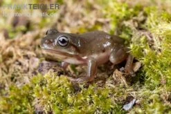 Blauer Korallenfinger-Laubfrosch, Litoria Caerulea -Boutique-Tierhandlung Blauer Korallenfinger Laubfrosch Litoria caerulea 04