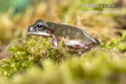Blauer Korallenfinger-Laubfrosch, Litoria Caerulea -Boutique-Tierhandlung Blauer Korallenfinger Laubfrosch Litoria caerulea 05