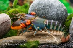 Blauer Rotscheren-Tigerkrebs, Cherax Alyciae "Blue Kong Red Claw" -Boutique-Tierhandlung Blauer Rotscheren Tigerkrebs Cherax alyciae Blue Kong Red Claw 3