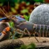 Blauer Tigerkrebs, Cherax Alyciae „Blue Kong“