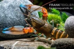 "Blue Claw" Tigerkrebs, Cherax Peknyi Var. "Blue Claw" -Boutique-Tierhandlung Blue Claw Tigerkrebs Cherax peknyi var Blue Claw 3