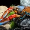 "Blue Claw" Tigerkrebs, Cherax Peknyi Var. "Blue Claw"