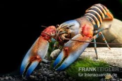 "Blue Claw" Tigerkrebs, Cherax Peknyi Var. "Blue Claw" -Boutique-Tierhandlung Blue Claw Tigerkrebs Cherax peknyi var Blue Claw neu