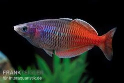 Boesemans Regenbogenfisch Rot, Melanotaenia Boesemani RED, DNZ -Boutique-Tierhandlung Boesemans Regenbogenfisch RED Melanotaenia boesema 1