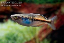 Boesemans Regenbogenfisch Rot, Melanotaenia Boesemani RED, DNZ -Boutique-Tierhandlung Boesmans Regenbogenfisch rot 3